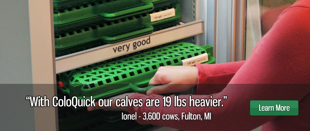 With ColoQuick our calves are 19 lbs heavier