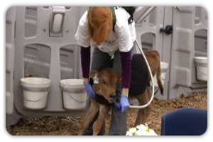 Emily using the Golden Calf Comapny Colostrum Management System to Feed Newborn Calves