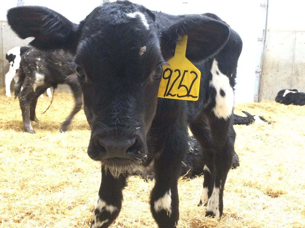 How to prevent newborn calf problems