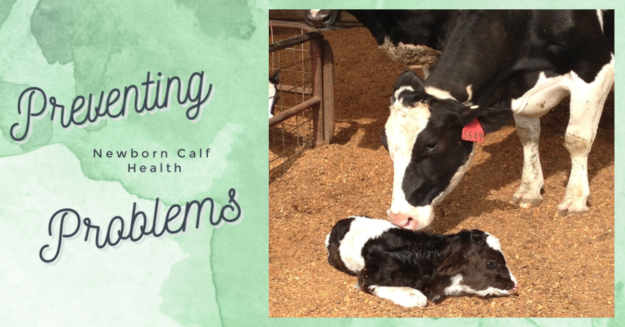 Newborn calf problems