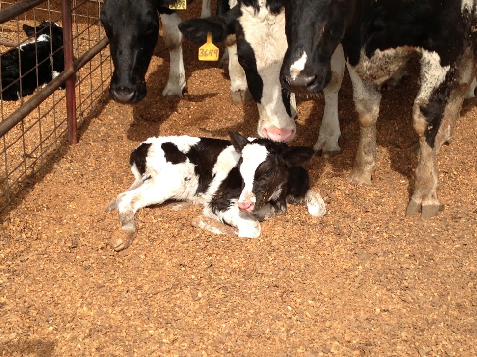 newborn calf problems