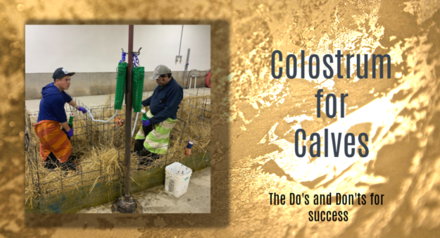 Colostrum for Calves