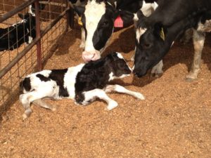 minimizing calf sickness