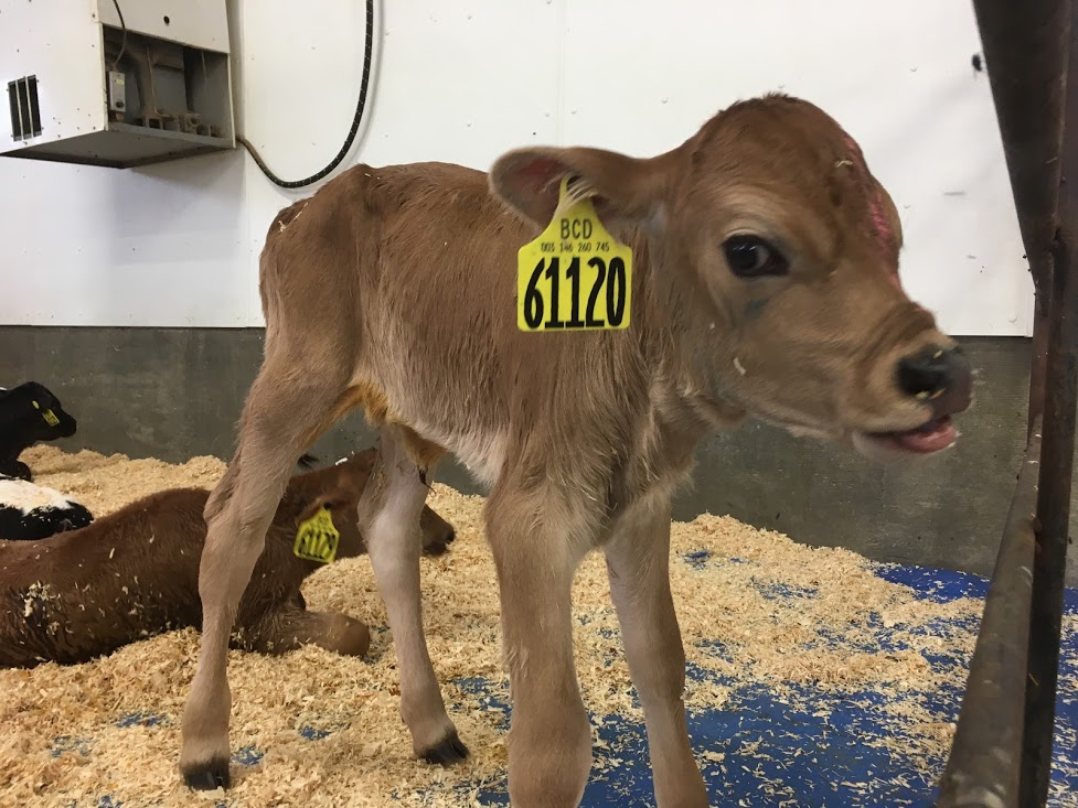 minimizing calf sickness in maternity area