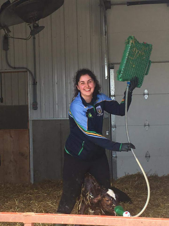 Caring and feeding Colostrum