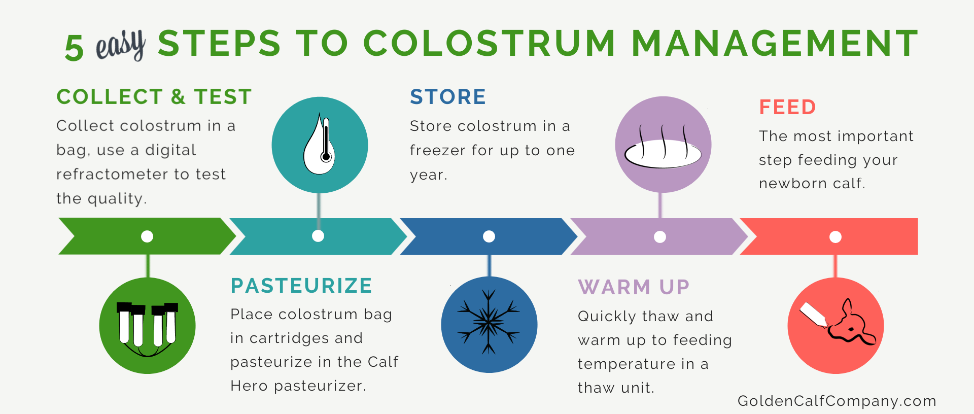 5 step to colostrum management by Golden Calf Company Calf Hero