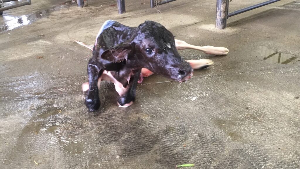 Calf first moments in life