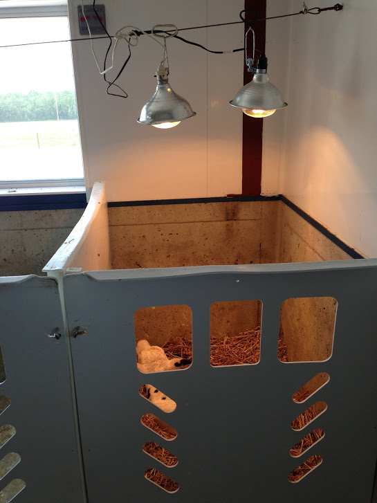 Dairy KPIs-maternity area
