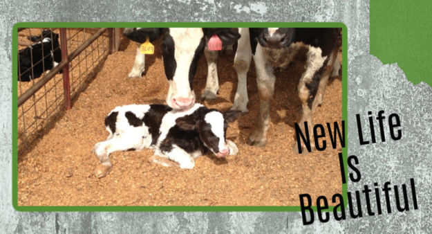 How to take care of newborn calves the right way