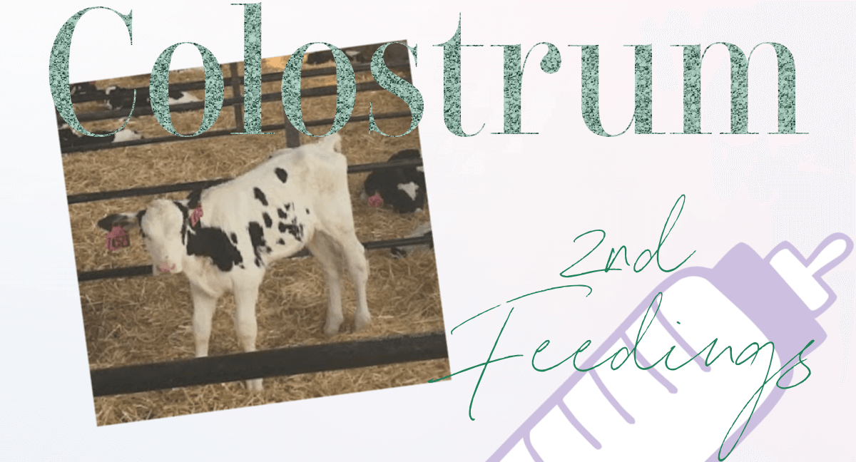 More Farm Choices: Is the Second Feeding of Colostrum Needed? - Golden ...